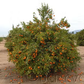 Carte Noir Clementine Budwood citrus plant material online shopping