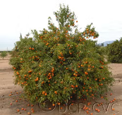 Carte Noir Clementine Budwood citrus plant material online shopping