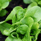 Buttercrunch Lettuce