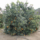Bergamot Sour Orange Hybrid Budwood citrus plant material online shopping