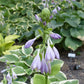 Eye Catcher Hosta Plants online shopping