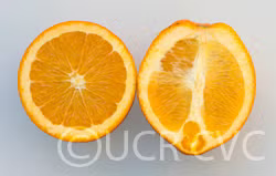 Spring Navel Orange Budwood citrus plant material online shopping