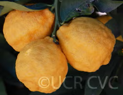 Schaub Rough Lemon Seed