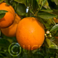 Doblafina Blood Orange Budwood citrus plant material online shopping