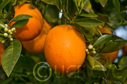 Doblafina Blood Orange Budwood citrus plant material online shopping