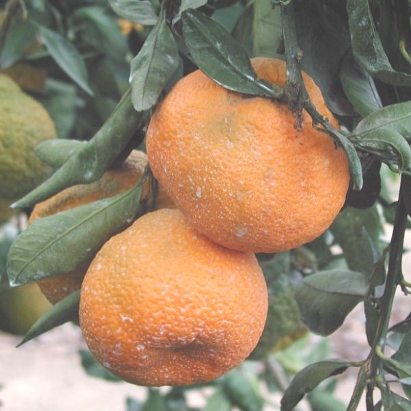 Aoshima Satsuma Mandarin Budwood citrus plant material online shopping