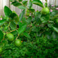 Mexican Lime Seed citrus plant material online shopping