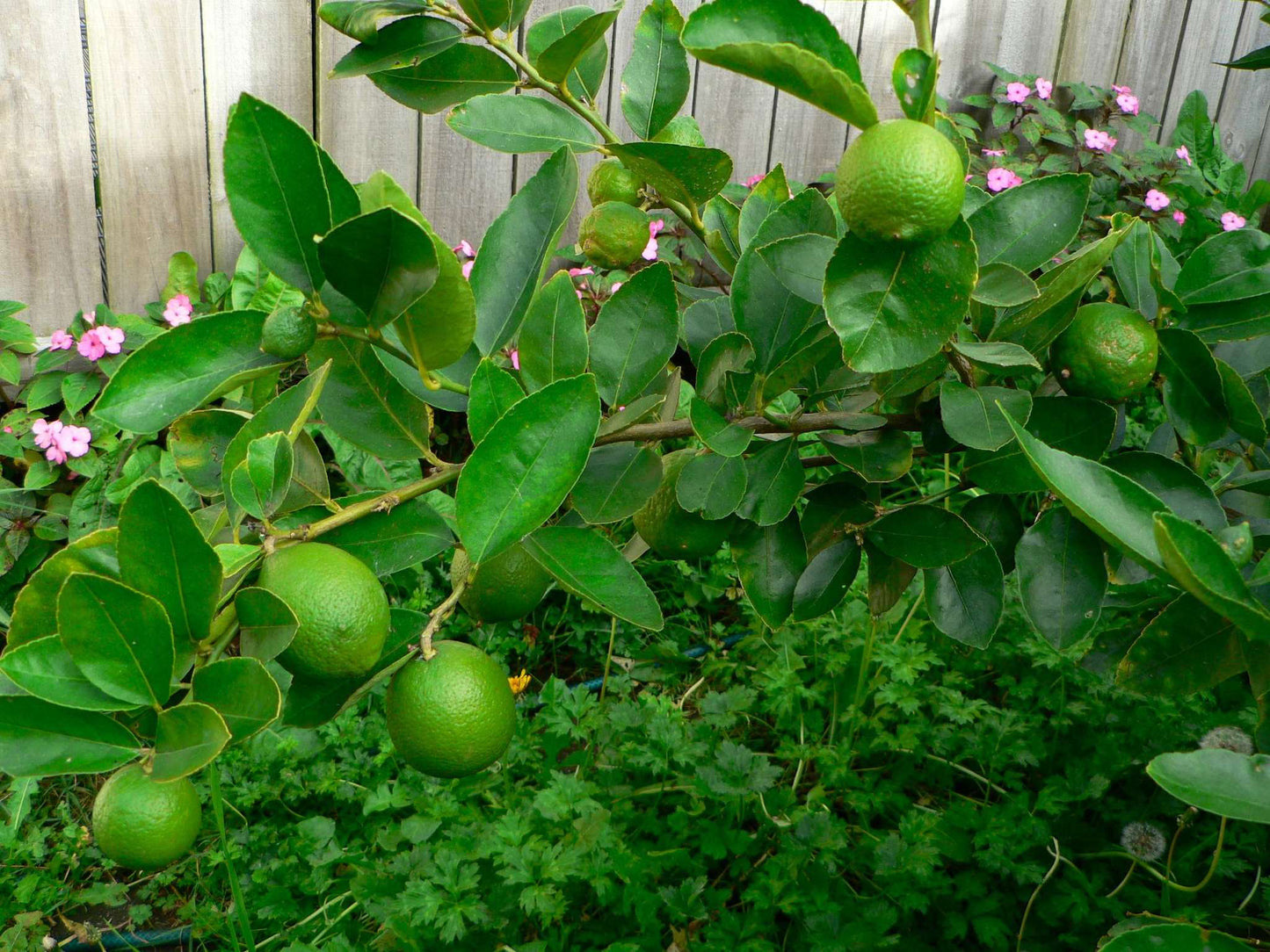 Mexican Lime Seed citrus plant material online shopping