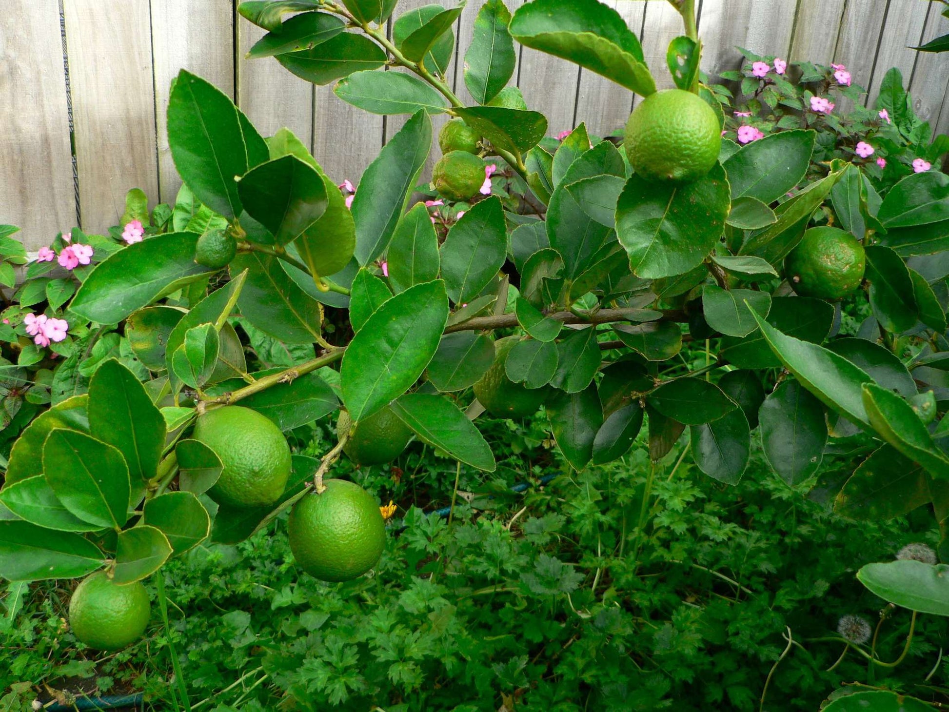 Mexican Lime Seed citrus plant material online shopping