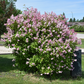 Minuet Lilac lilac plant online shopping