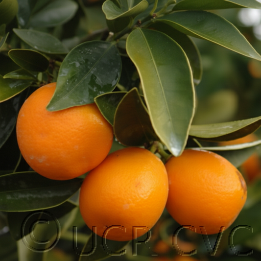 Meiwa Kumquat Plant citrus plant material online shopping
