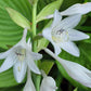 Valley’s Himitsu Hosta Plants online shopping