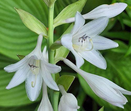 Valley’s Himitsu Hosta Plants online shopping