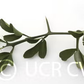 Small Leaf Trifoliate Budwood citrus plant material online shopping
