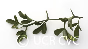 Small Leaf Trifoliate Budwood citrus plant material online shopping