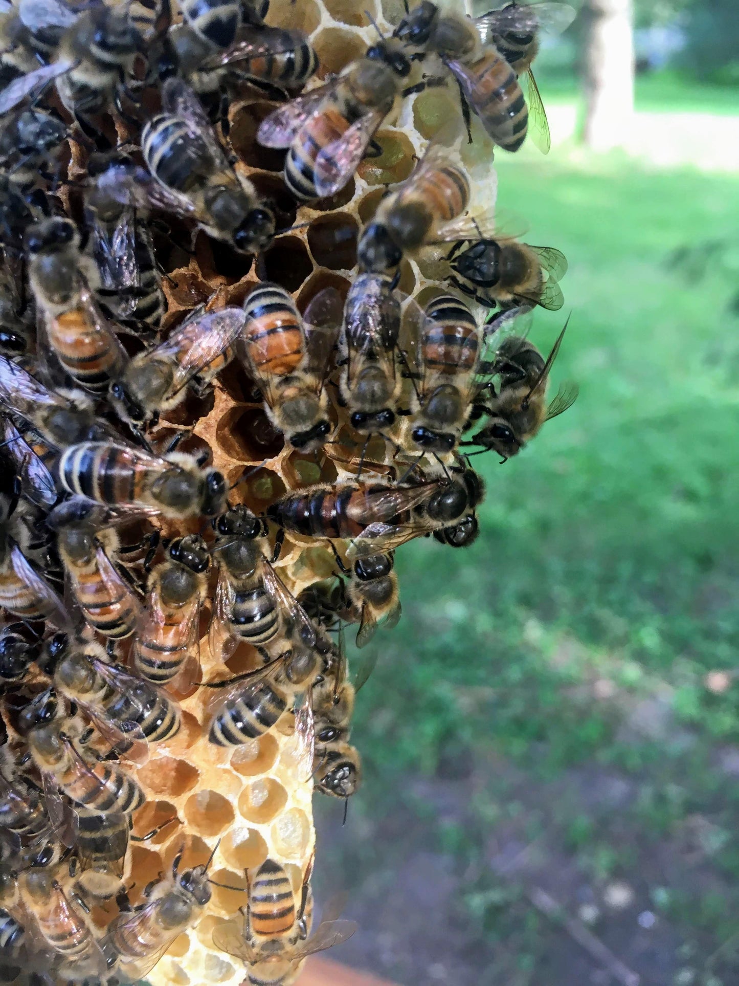 Saskatraz Honey Bee Queen
