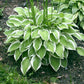 Touchstone Hosta Plants online shopping