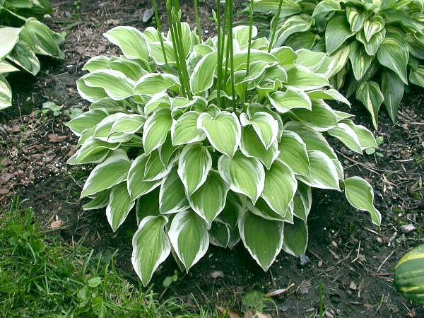 Touchstone Hosta Plants online shopping