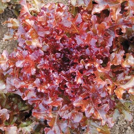 Red Salad Bowl Lettuce Seeds online shopping
