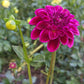 Tootles Dahlia Plants online shopping