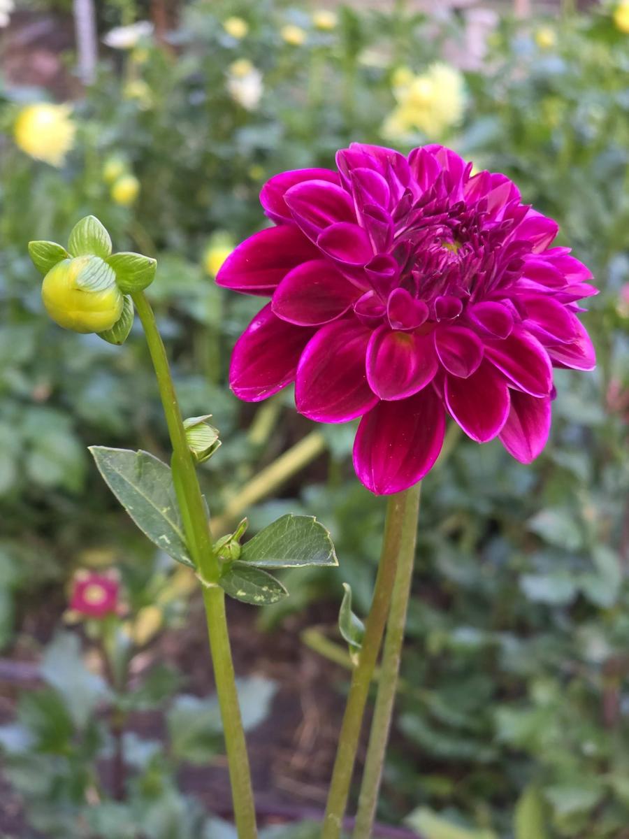 Tootles Dahlia Plants online shopping