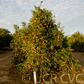 Fortune Mandarin Budwood citrus plant material online shopping