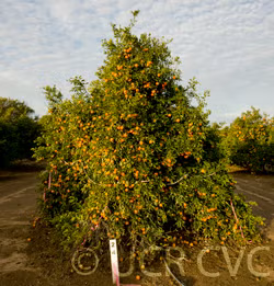 Fortune Mandarin Budwood citrus plant material online shopping