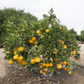 Xie Shan Satsuma Mandarin Budwood citrus plant material online shopping