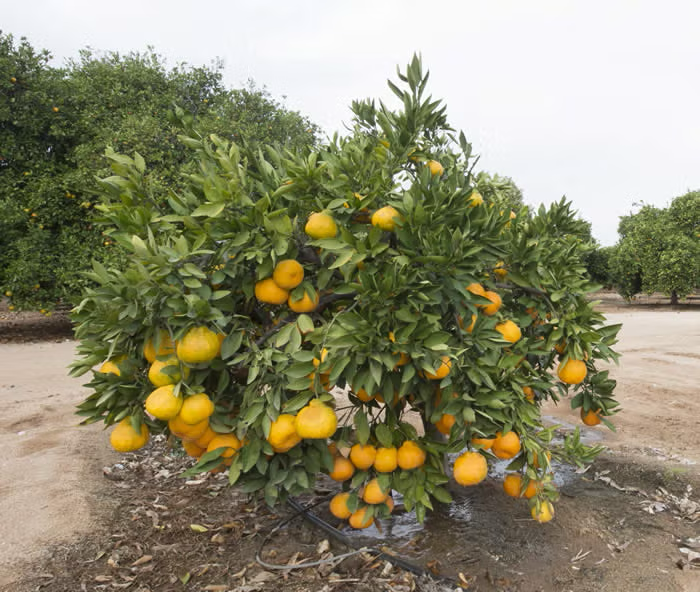 Xie Shan Satsuma Mandarin Budwood citrus plant material online shopping