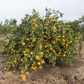 Selma Satsuma Mandarin Budwood citrus plant material online shopping