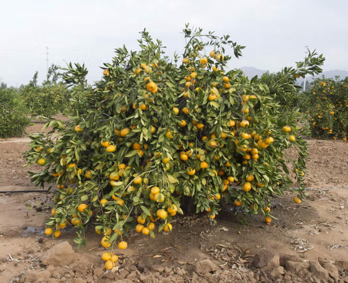 Selma Satsuma Mandarin Budwood citrus plant material online shopping
