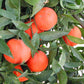 Michal Mandarin Budwood citrus plant material online shopping
