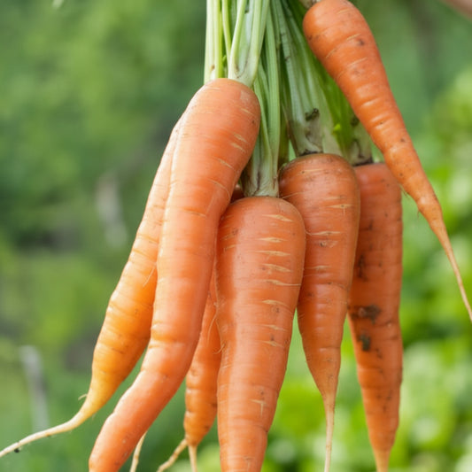 Volcano F1 Carrot Seeds online shopping