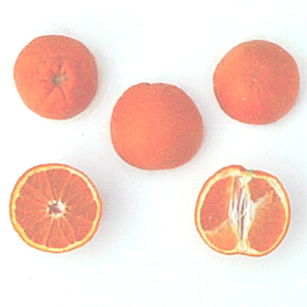 Lee x Nova Mandarin Plant citrus plant material online shopping