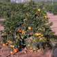 China S-9 Satsuma Mandarin Budwood citrus plant material online shopping