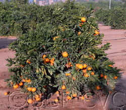 China S-9 Satsuma Mandarin Budwood citrus plant material online shopping