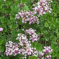 Palibin Dwarf Korean Lilac Standard