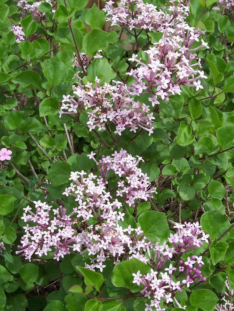 Palibin Dwarf Korean Lilac Standard