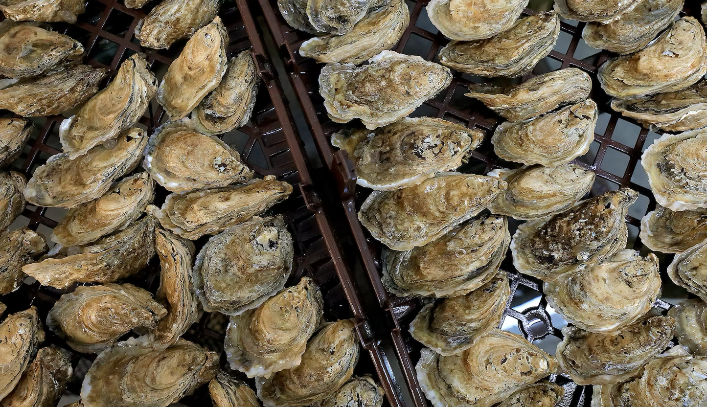 Haskin NEH® Oyster Seed VA aquaculture online shopping