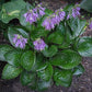 Midnight Oil Hosta Plants online shopping