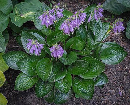 Midnight Oil Hosta Plants online shopping