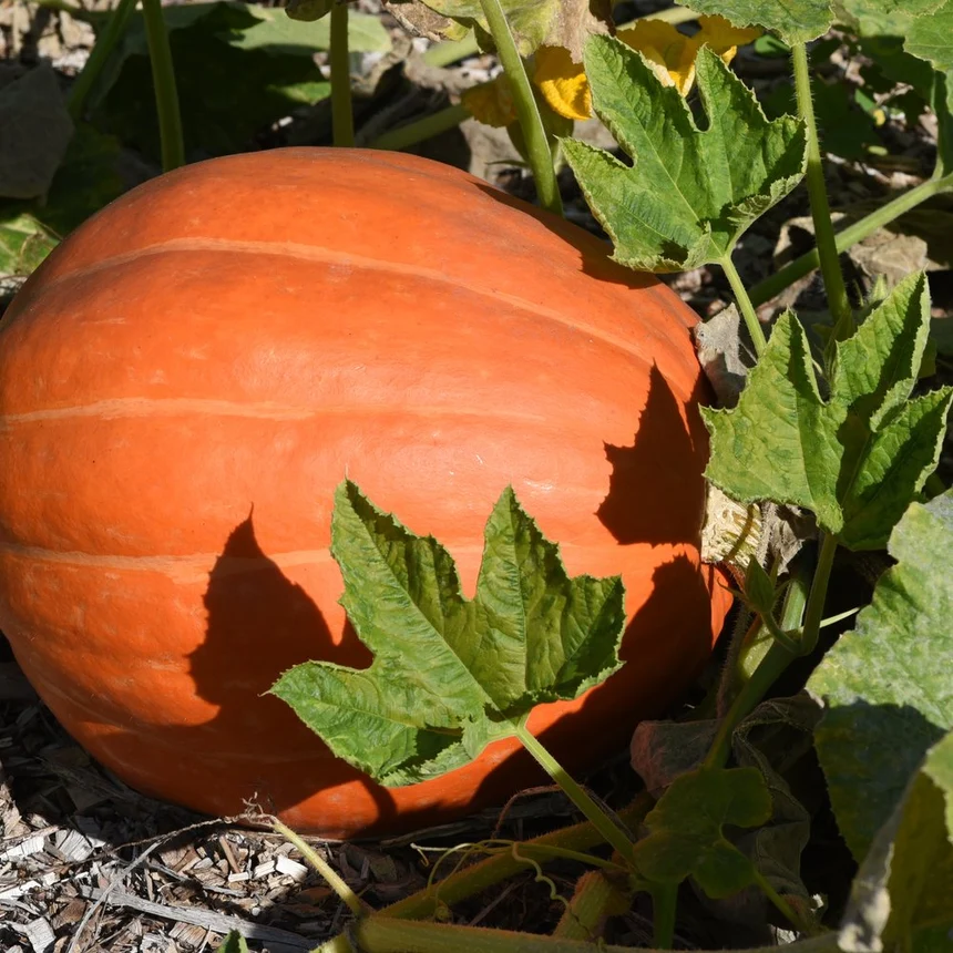 Big Max Pumpkin