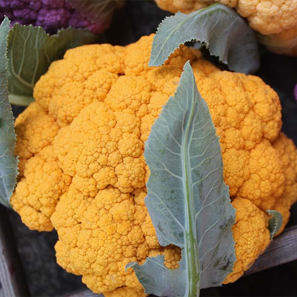 Clementine F1 Cauliflower