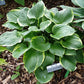 Reflections Hosta Plants online shopping