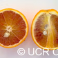 Boukhobza Blood Orange Budwood citrus plant material online shopping