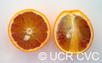 Boukhobza Blood Orange Budwood citrus plant material online shopping