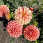 Crichton Honey Dahlia