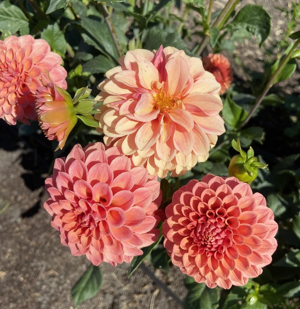 Crichton Honey Dahlia