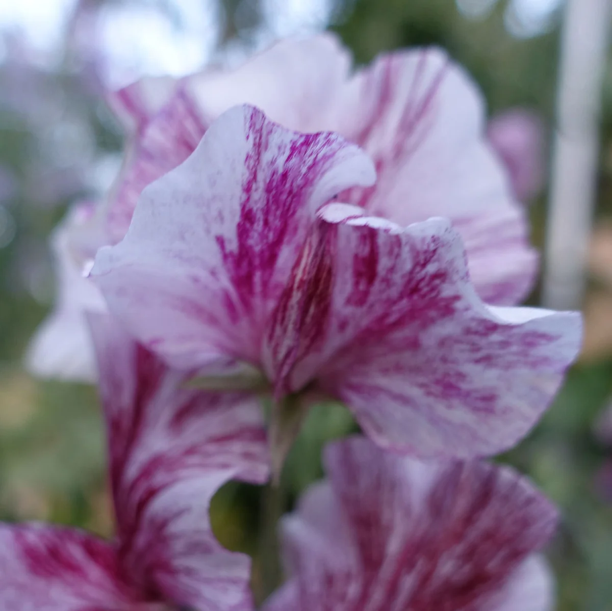 Chocolate Flake Sweet Pea seeds online shopping
