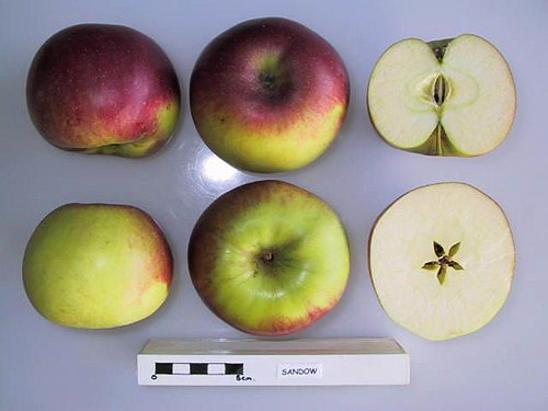 Sandow Heirloom Apple